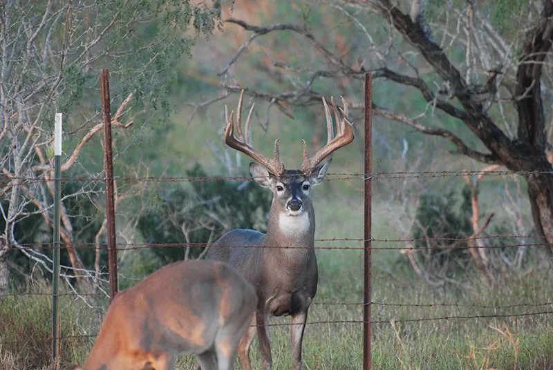 Texas White Tail Hunt
